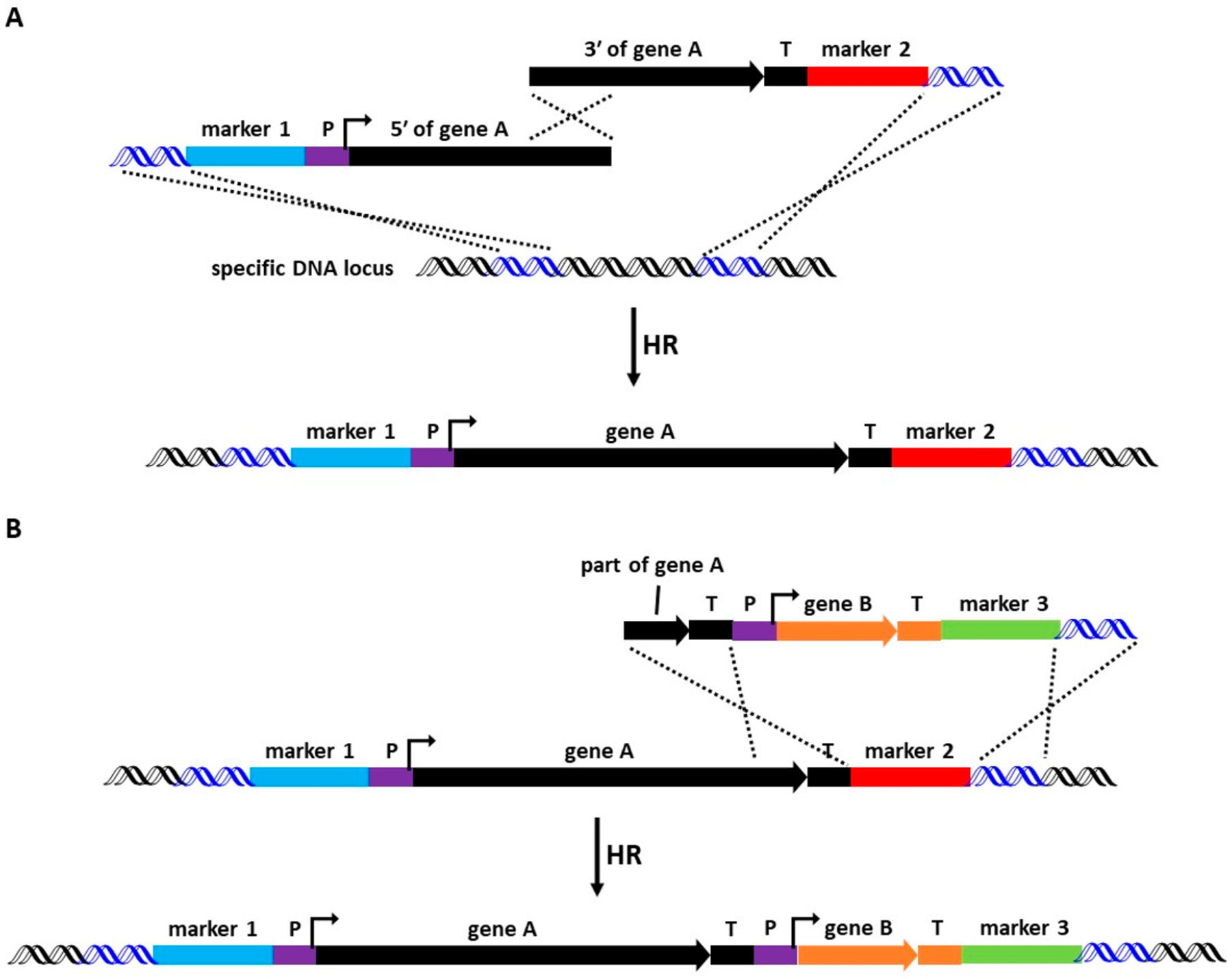 Figure 24.