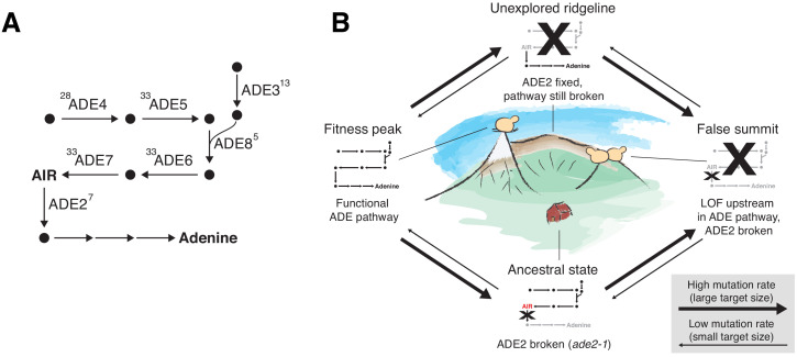 Figure 7.