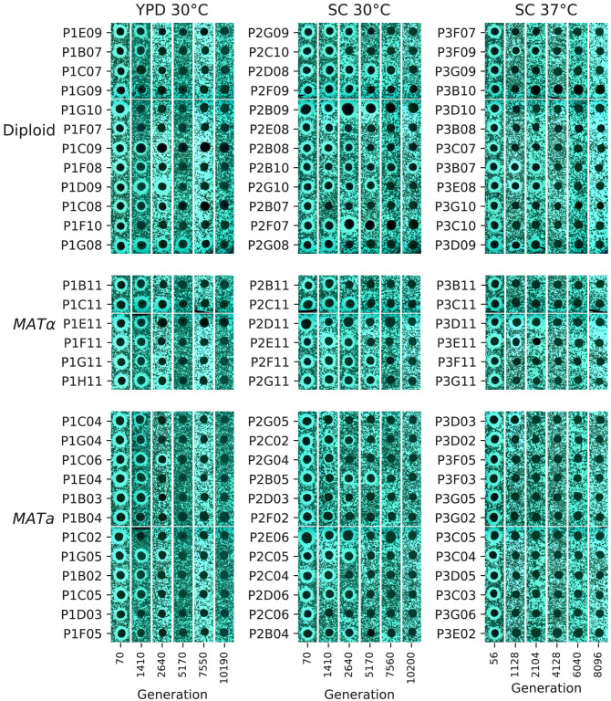 Figure 9—figure supplement 1.