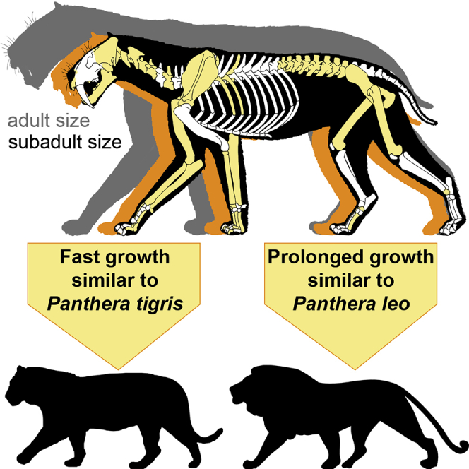 Smilodon fatalis siblings reveal life history in a saber-toothed cat - PMC