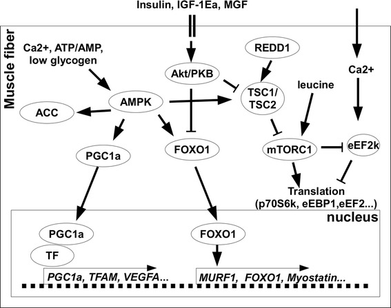 Fig. 6