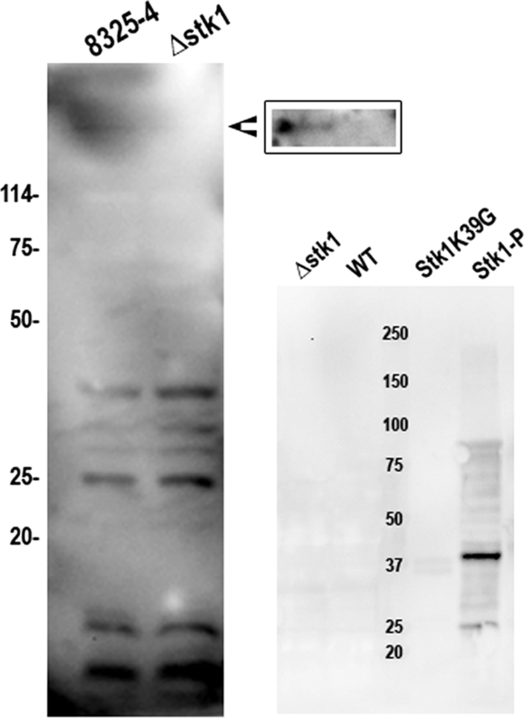 FIG. 5.