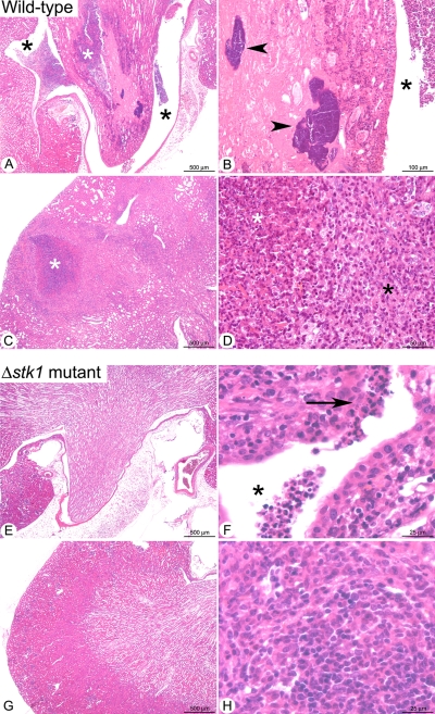 FIG. 8.