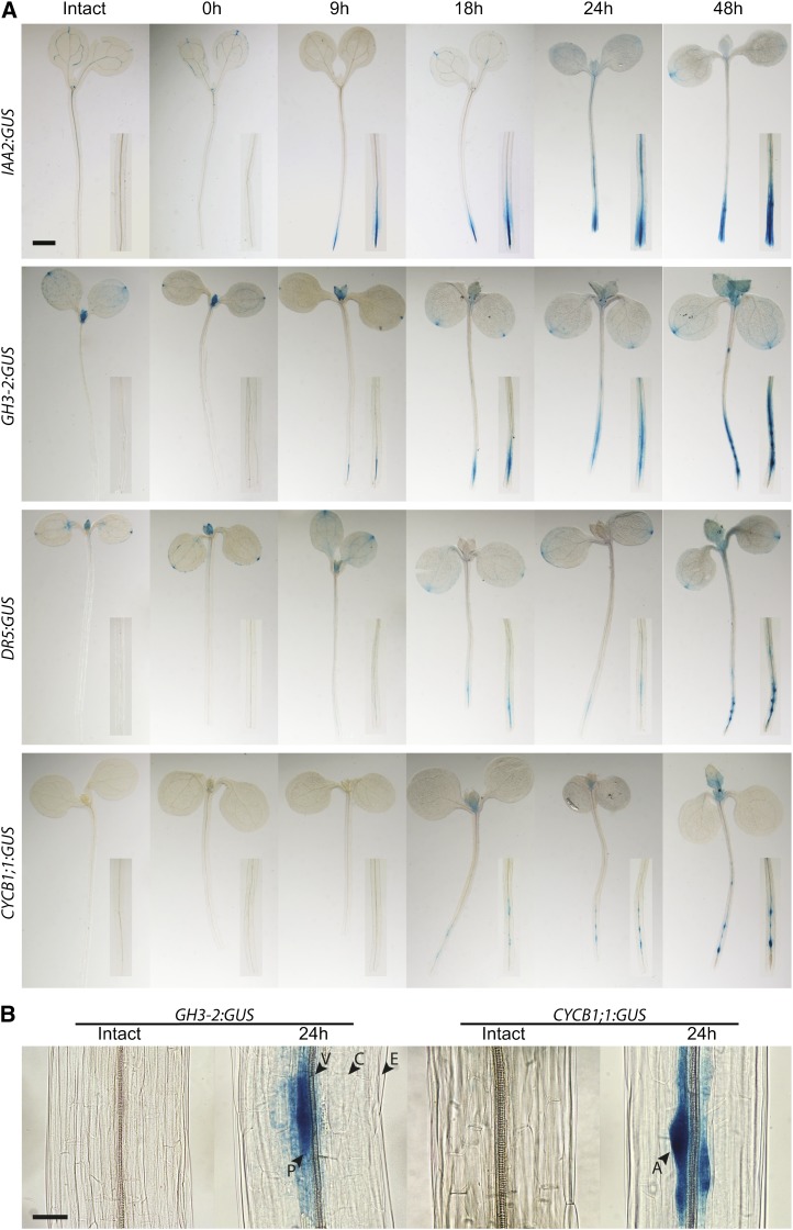 Figure 3.