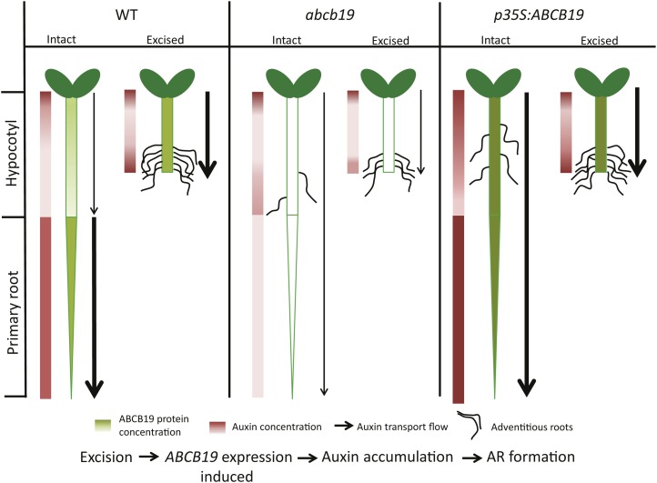 Figure 7.