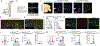 Fig. 3 |