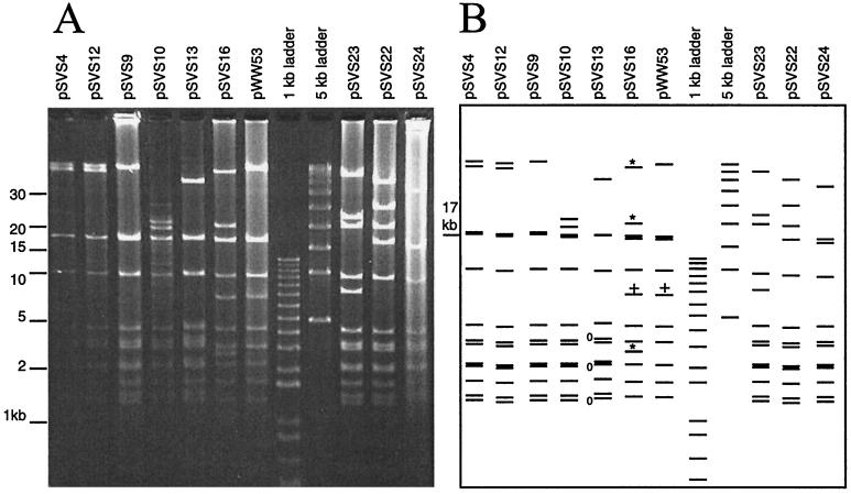 FIG. 5