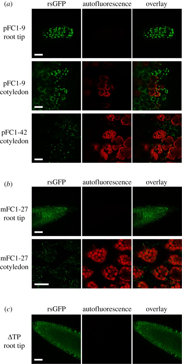 Figure 2.