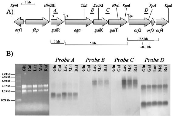 FIG. 1.