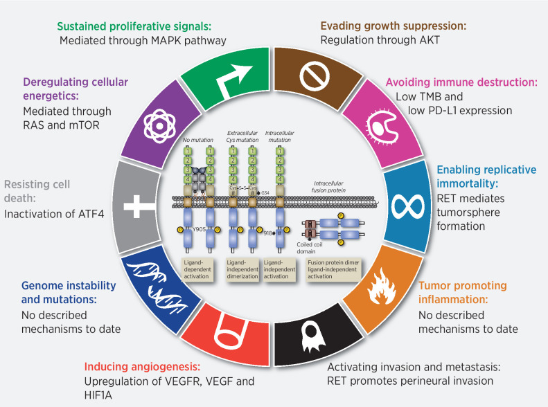 Figure 2. Hallmarks of RET alterations in cancer. In cell types where oncogenesis is observed there is a growing appreciation that RET's impact actually extends beyond the simple enhancing cellular proliferation, targeting additional “hallmarks” either directly or through targeting of cell-specific intracellular networks.