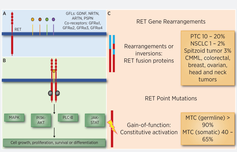 Figure 1. RET gene alterations and role on other cancer-causing pathways. RET mutations are seen as germline events in hereditary MEN syndrome and somatic RET mutations are seen in sporadic MTC. RET fusions are seen in NSCLC, papillary thyroid cancer, and many other cancers.