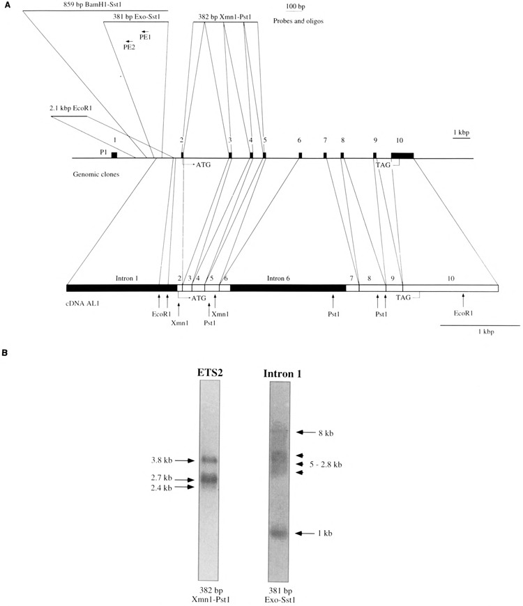 FIG. 1