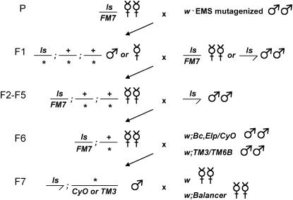 Figure 4.—