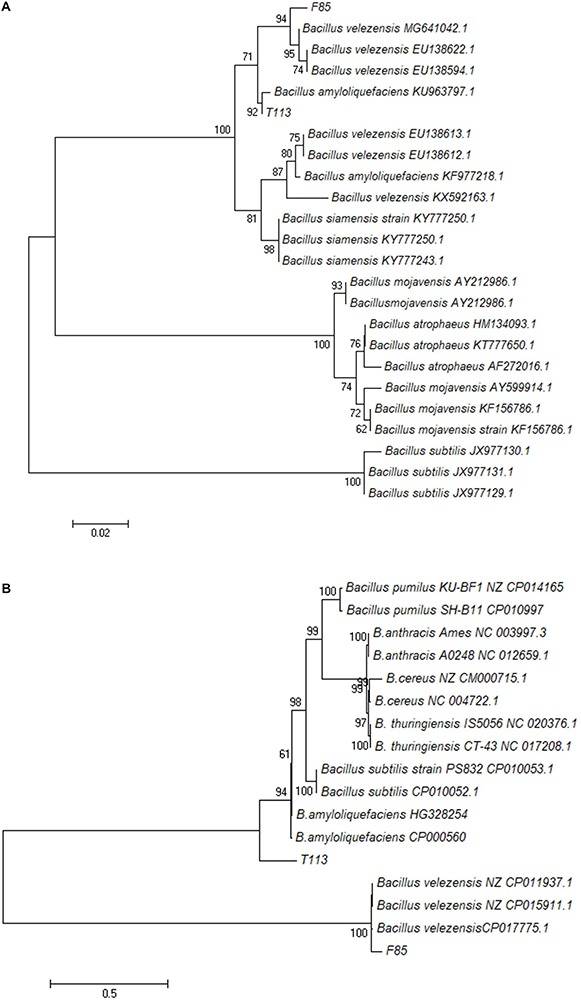 FIGURE 6