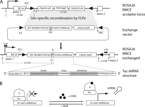 FIGURE 1.