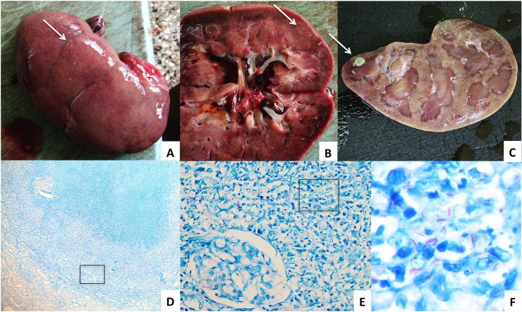 Fig 1