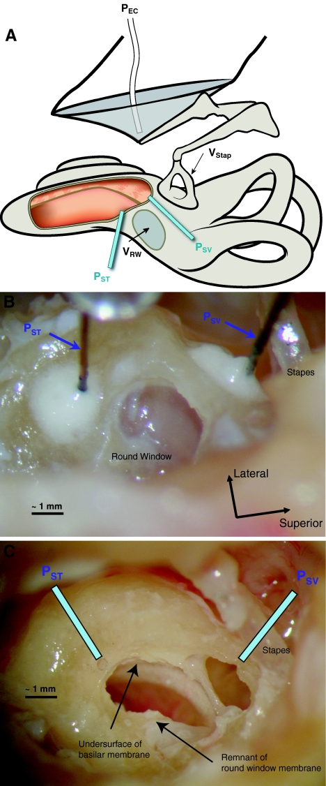 FIG. 1