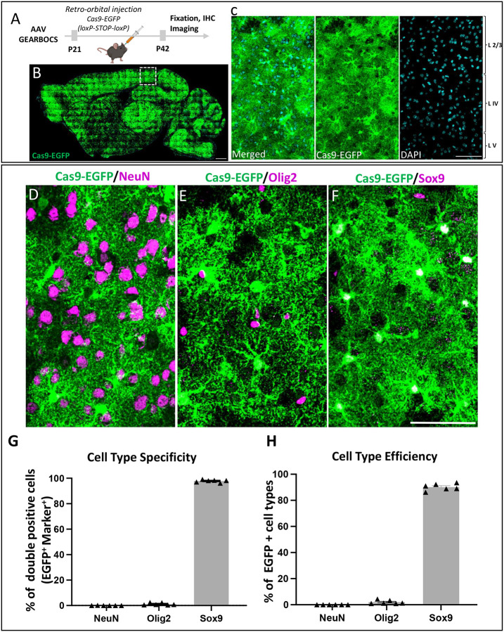 Figure 2: