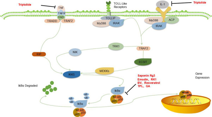 FIGURE 4