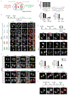 Extended Data Figure 1.