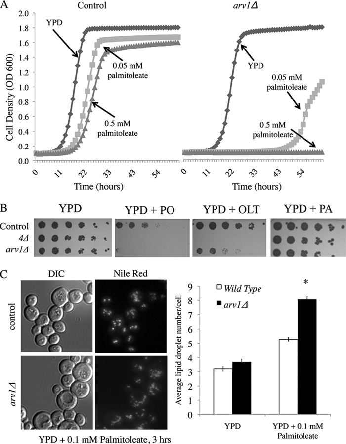 FIGURE 2.