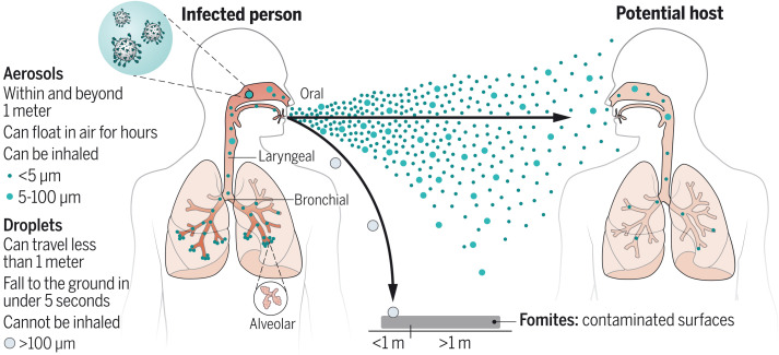 Phases involved in airborne transmission of respiratory viruses.