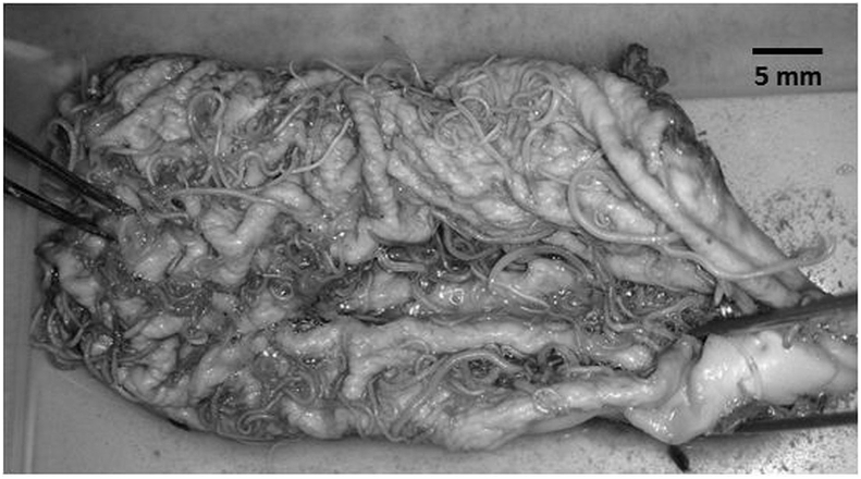 Fig. 1
