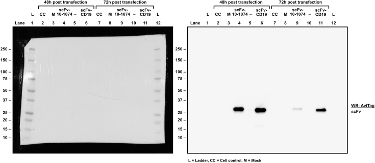 S6_ Supplemental Western blots