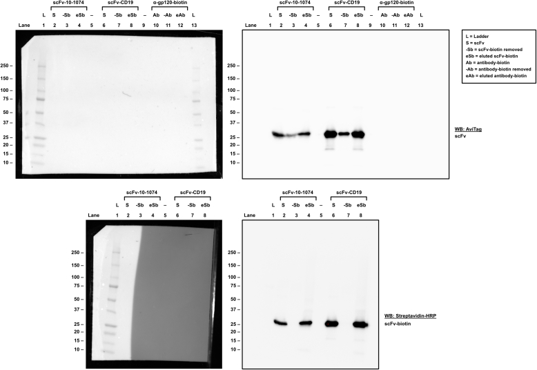 S_6Supplemental Western blots_Fig 1C_Full blots