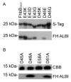 Fig. 8