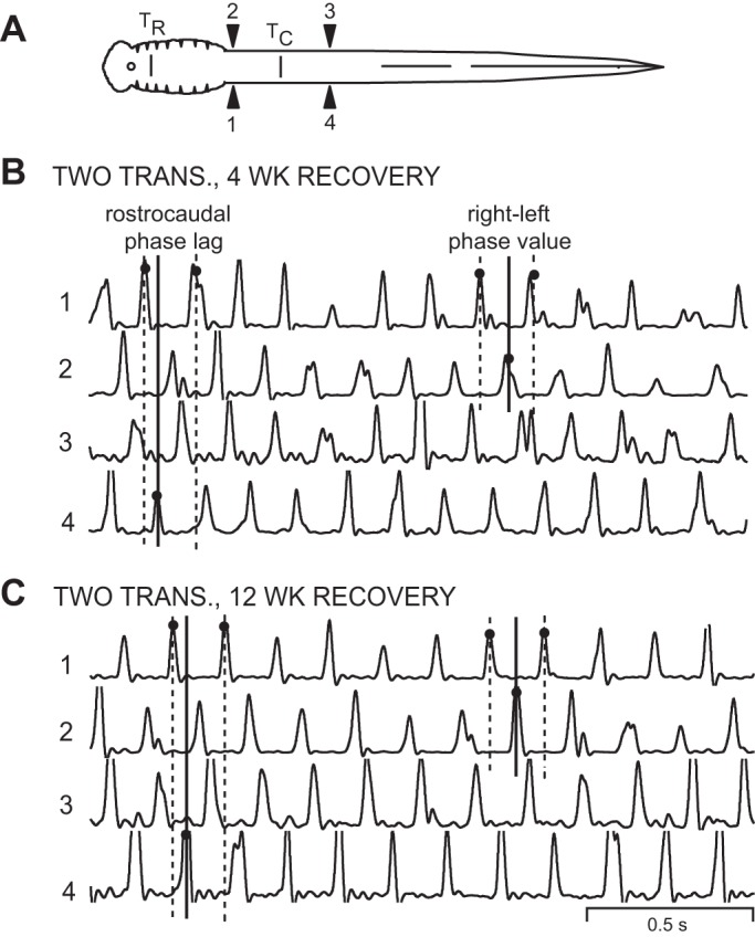 Fig. 7.