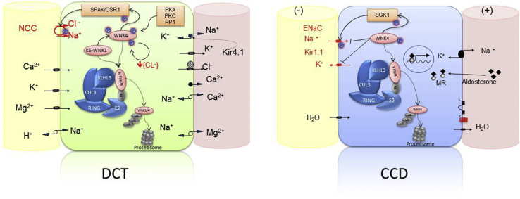 Figure 1