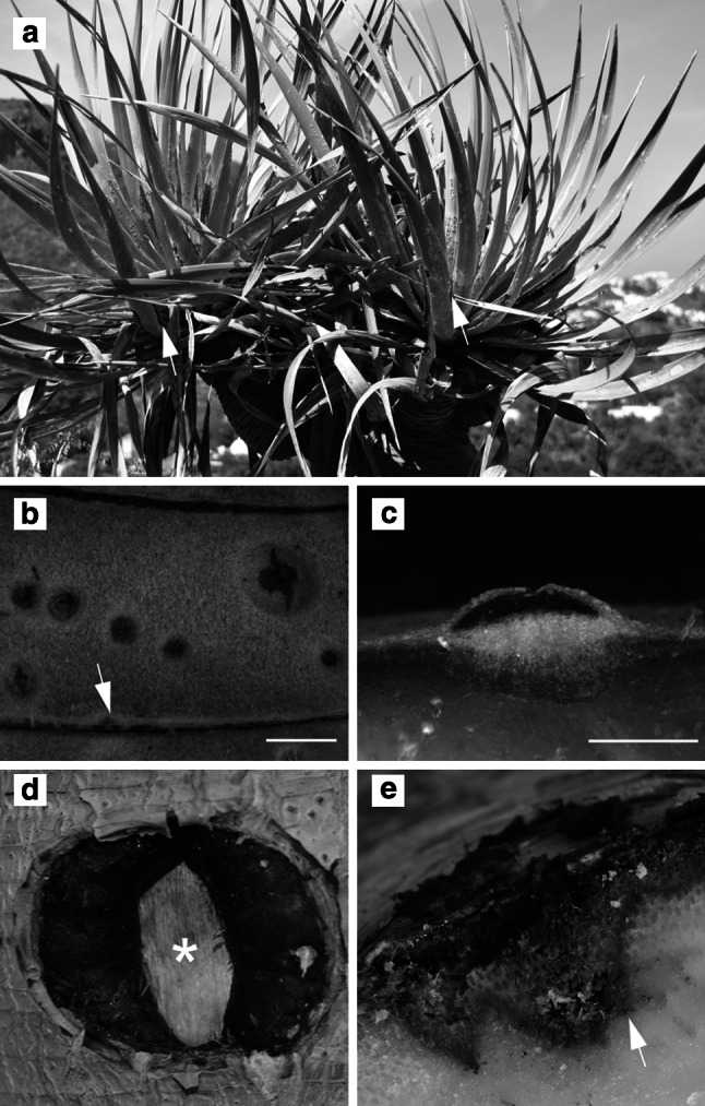 Fig. 1