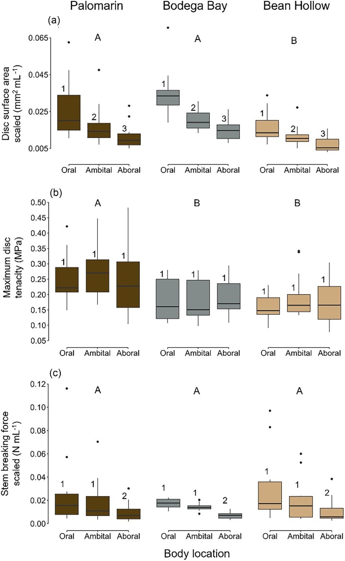 Three box plots showing tube foot measurements for sea urchins from three populations (Palomarin Beach, Bodega Bay, Bean Hollow Beach) at three body locations (oral, ambital, aboral). Plot A shows scaled disc surface area. Palomarin Beach and Bodega Bay have larger disc areas than Bean Hollow Beach across all body locations. Disc area decreases from oral to aboral locations. Plot B shows maximum disc tenacity. Palomarin Beach has higher tenacity than the other populations. Tenacity is similar across body locations. Plot C shows scaled stem breaking force. Breaking force is similar across populations but decreases from oral to aboral locations. All plots show statistical significance with letters.