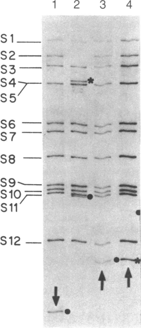 graphic file with name pnas00338-0137-a.jpg