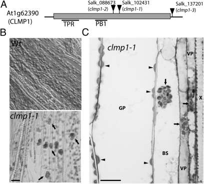 Fig. 1.