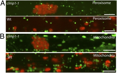 Fig. 4.