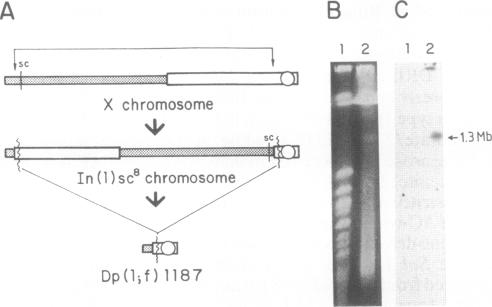 graphic file with name pnas01084-0454-b.jpg