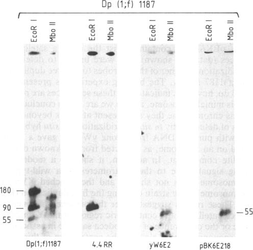 graphic file with name pnas01084-0455-a.jpg