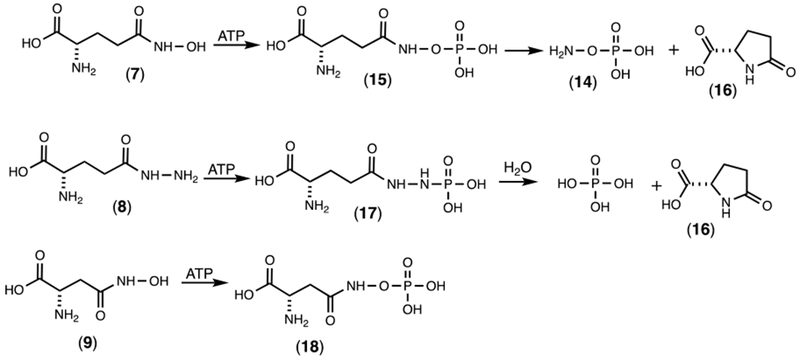 Scheme 5: