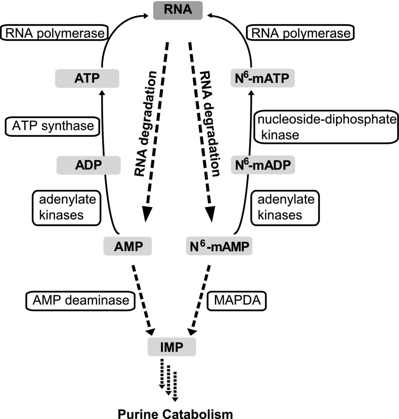 Figure 9.