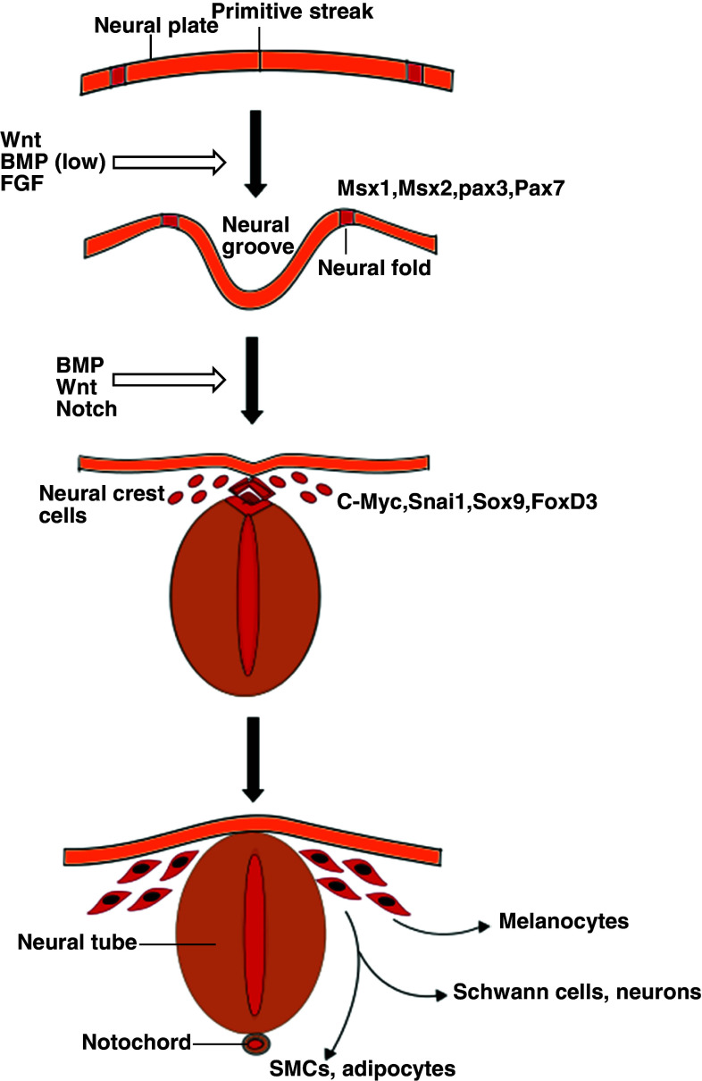 Fig. 2