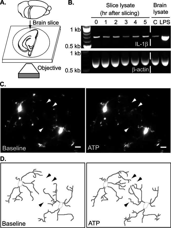 FIGURE 1.