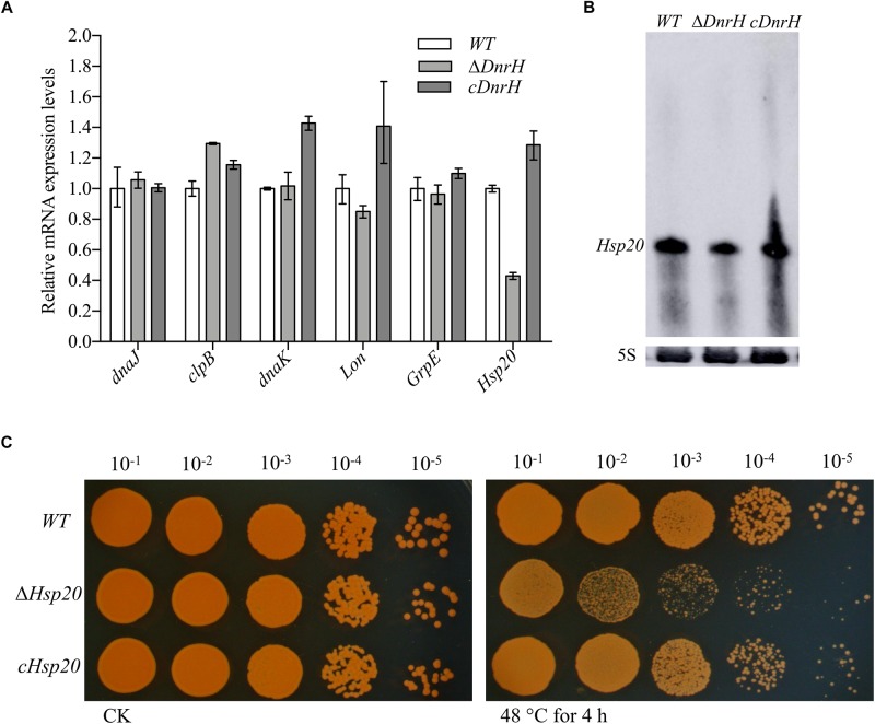 FIGURE 4