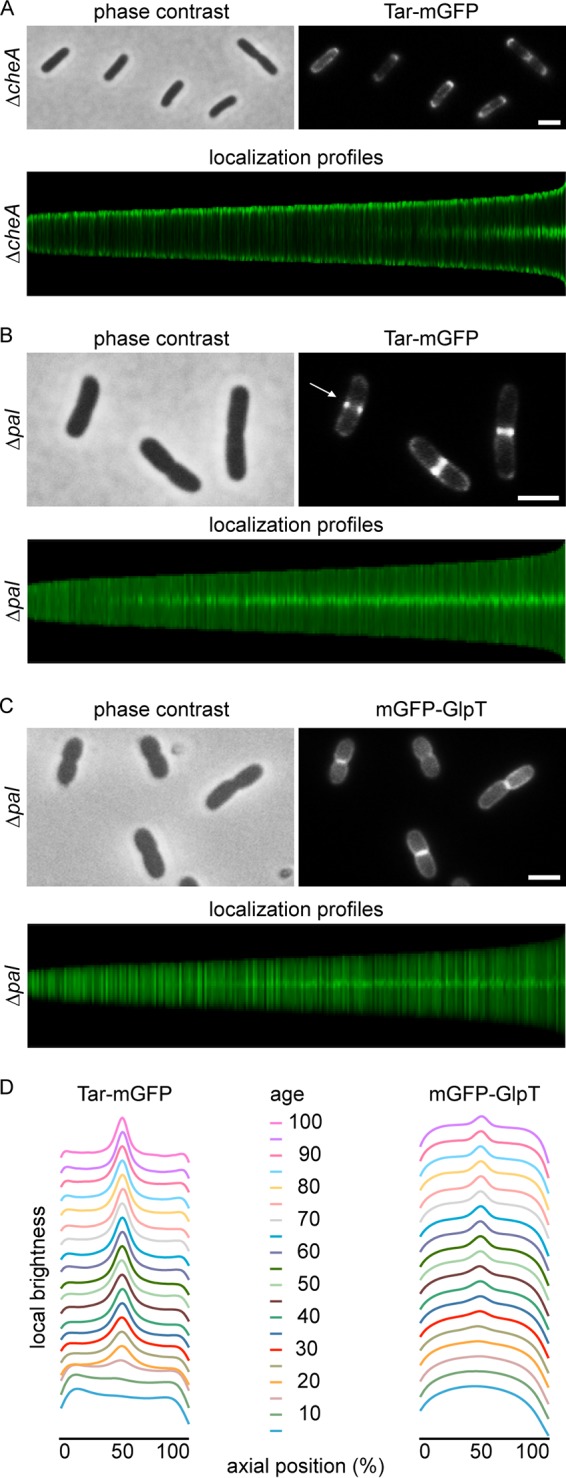 FIG 3