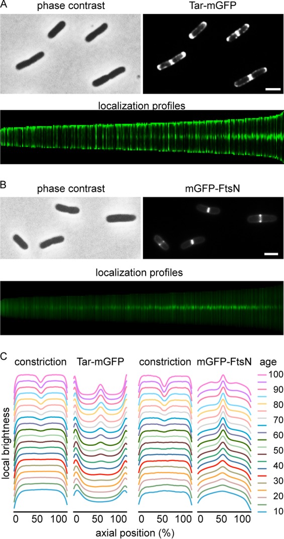 FIG 1