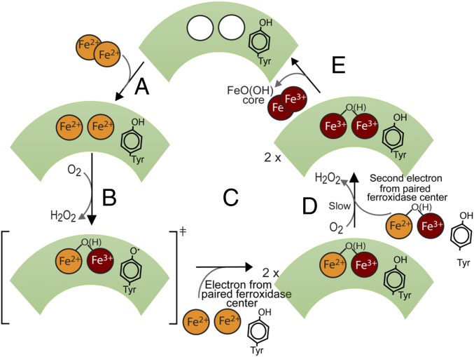 Fig. 7.