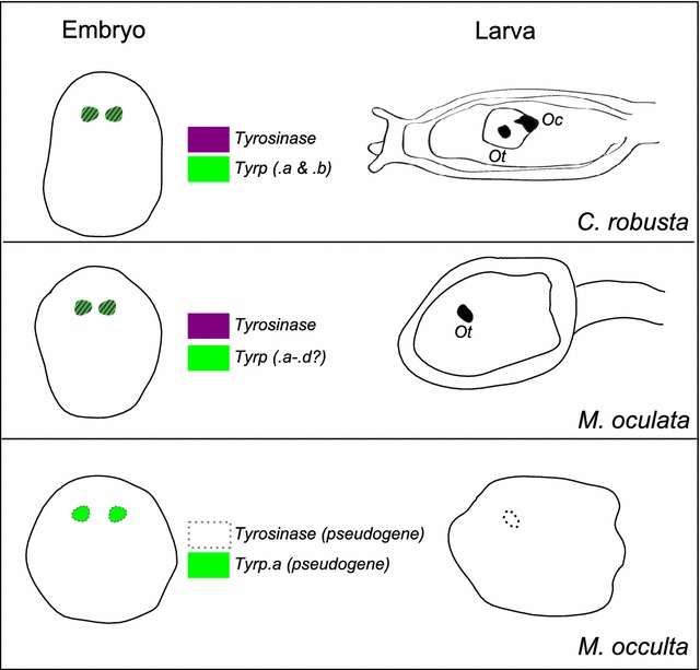 Fig. 5