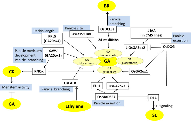 FIGURE 4