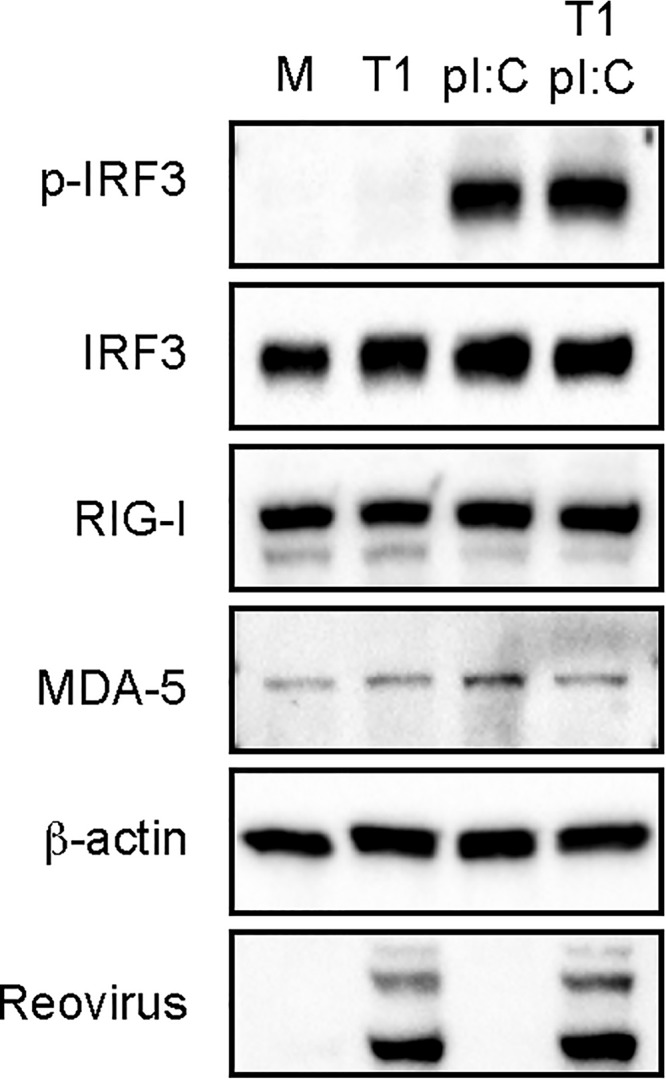 FIG 6